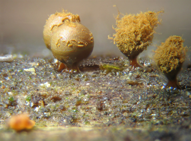 Trichia decipiens?
